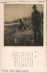 Manchurian Scenes 1: Harvesting sorghum in late Autumn China Postcard Postcard Postcard