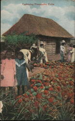 Gathering Pineapples, Cuba Postcard