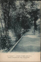 La Tropical, Avenue of Bamboo Trees Postcard