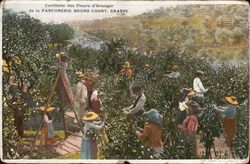 Orange Blossom Harvest, Grasse, France Postcard Postcard Postcard