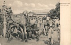 Maharaja's best Camel, Jaipur Postcard