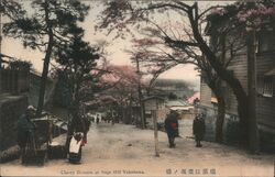 Cherry Blossom at Noge Hill Yokohama Postcard