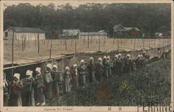 Japanese Tea Pickers Postcard