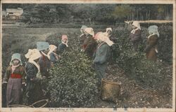 Tea Picking at Uji, Japan Postcard