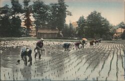 Transplanting Rice Shoots, Japan Farming Postcard Postcard Postcard