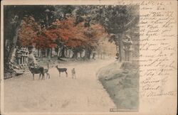 Kasuga, Nara, Japan - Deer in Park Postcard