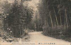 Bamboo Forest at Mugi Kodaira, Nagasaki Postcard