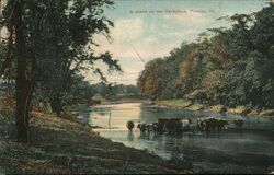 Cows in the Vermilion River, Pontiac, IL Postcard