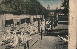 Feeding the Ducks, Duck Farm, Allentown PA Pennsylvania Postcard Postcard Postcard