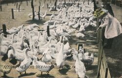 Feeding the Ducks, Duck Farm, Allentown PA Pennsylvania Postcard Postcard Postcard