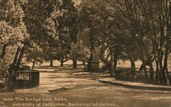 The Bridge and Oaks, University of California, Berkeley Postcard Postcard Postcard