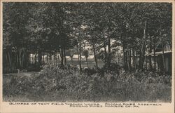 Glimpse of Tent Field Through Woods, Pocono Pines Assembly Postcard