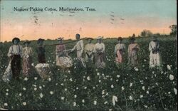 Black Cotton Pickers, Murfreesboro, Tenn. Postcard