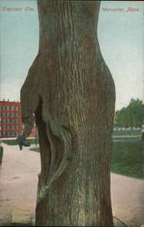 Elephant Elm, Worcester, MA Postcard