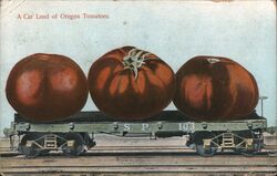 A Car Load of Oregon Tomatoes Postcard