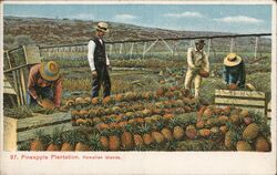 Pineapple Plantation, Hawaiian Islands Postcard