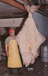 Giant Halibut, Prince Rupert, British Columbia Postcard