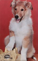 Collie Puppy with White Socks on Rotary Phone Charleston, WV Dogs Postcard Postcard Postcard