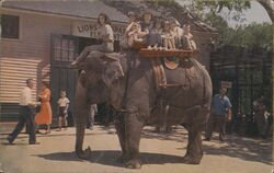 Elephant Ride at Benson's Wild Animal Farm, Hudson, NH Postcard