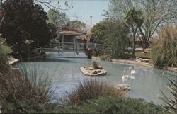 Swan Lake Motel, San Jose, California - Pond with Swans Postcard Postcard Postcard