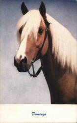 Domingo, Palomino Horse Postcard