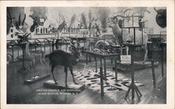 African Gerenuk and Sitatunga, Morse Museum Postcard