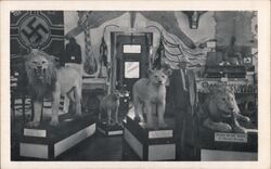 Mr. I. H. Morse & Mounted Lions, Museum, Warren, NH Postcard