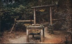 Kingdom of Trees, Redwood Forest Postcard