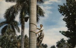 Man Climbing Royal Palm Tree, Rancho Luna, Cuba Postcard