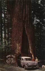 Shrine Tree, Myers Flat, CA - Drive-Thru Redwood Postcard