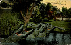 Alligator Quartette Singing Home Sweet Home At Alligator Farm Postcard