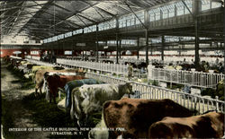 Interior Of The Cattle Building, New York State Fair Syracuse, NY Postcard Postcard