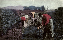 Picking Cotton In Alabama Farming Postcard Postcard