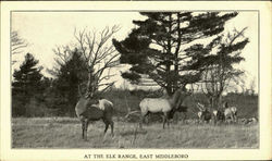 The Elk Range,East Middleboro Massachusetts Postcard Postcard