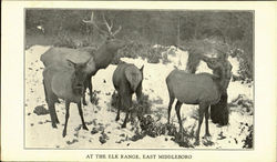 The Elk Range,East Middleboro Postcard