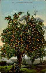 A California Orange Tree Postcard