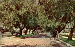 Marengo Avenue Pasadena, CA Postcard Postcard