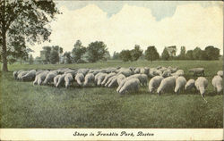 Sheeps In Franklyn Park Boston, MA Postcard Postcard