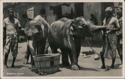 Elephant Trainer with Two Elephants and Bucket Postcard