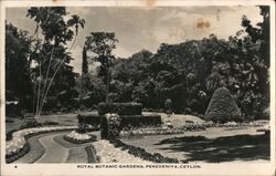 Royal Botanic Gardens, Peradeniya, Ceylon Southeast Asia Postcard Postcard Postcard