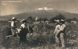 Iztaccihuatl from Field with Donkey and Men Postcard