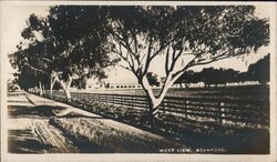 West View, Stanford Postcard