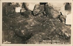 Sea Lion Mummy, Sea Lion Caves, Oregon Coast Highway Postcard