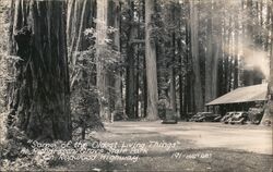 Richardson Grove State Park, Redwood Highway Garberville, CA Postcard Postcard Postcard