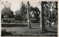 Lakeside Cottages, Lake Tsala Apopka Postcard