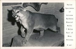 Arizona Mountain Lion Taxidermy, Buckhorn Mineral Wells Postcard