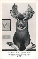 Record Deer Head - over 500 points, Arizona Buckhorn Postcard