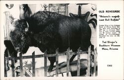 Old Renegade, Arizona's Magnificent Bull Buffalo Postcard