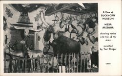 Buckhorn Mesa Museum, Native Arizona Wildlife Postcard