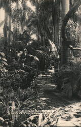 Tropical Garden Path St. Petersburg, FL Postcard Postcard Postcard